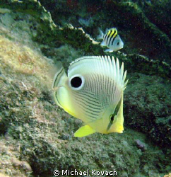 Foureye Butterflyfish on the Inside Reef at Lauderdale by... by Michael Kovach 